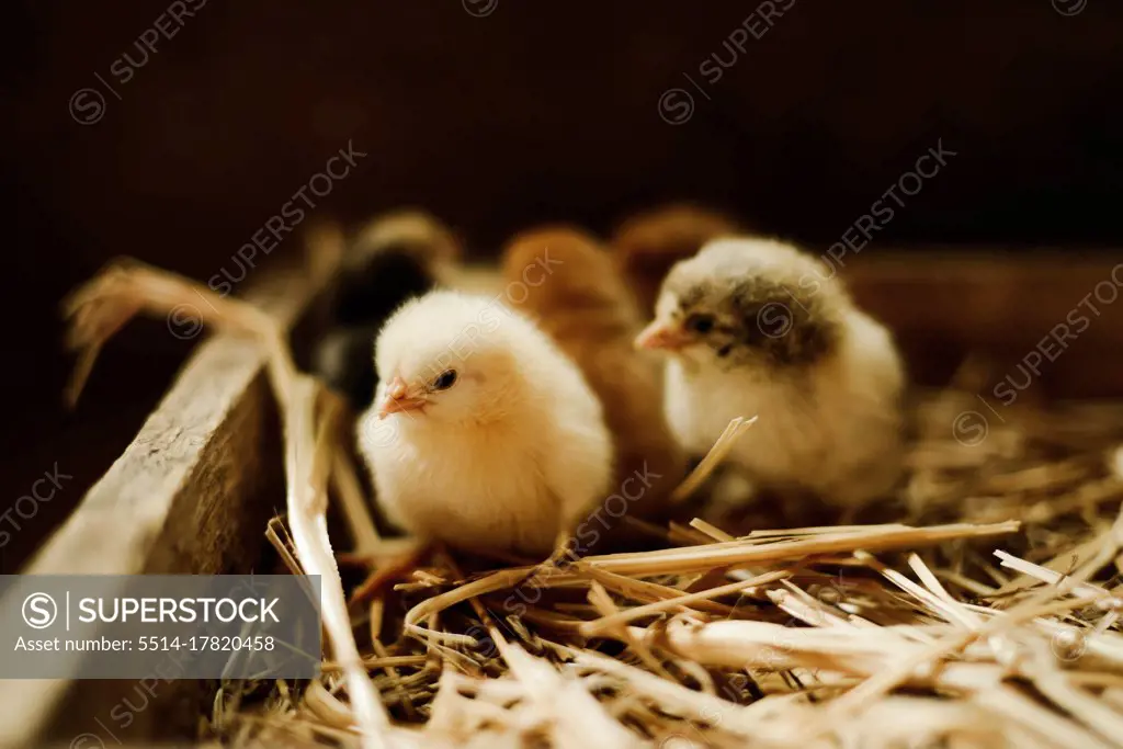 Close-up of baby chickens indoor