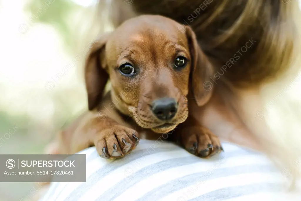 Midsection of woman with puppys standing outdoors