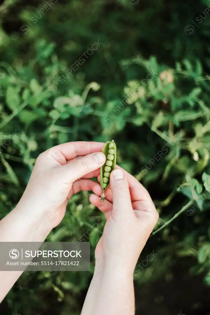 Woman's hand picking peas, close-up