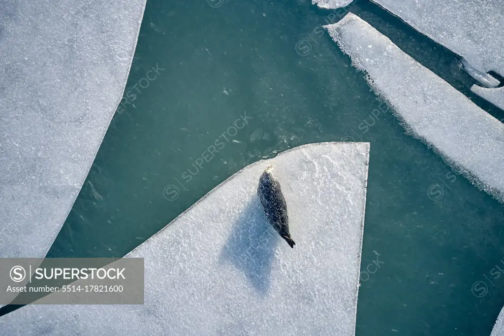 Seal on ice near cold sea water