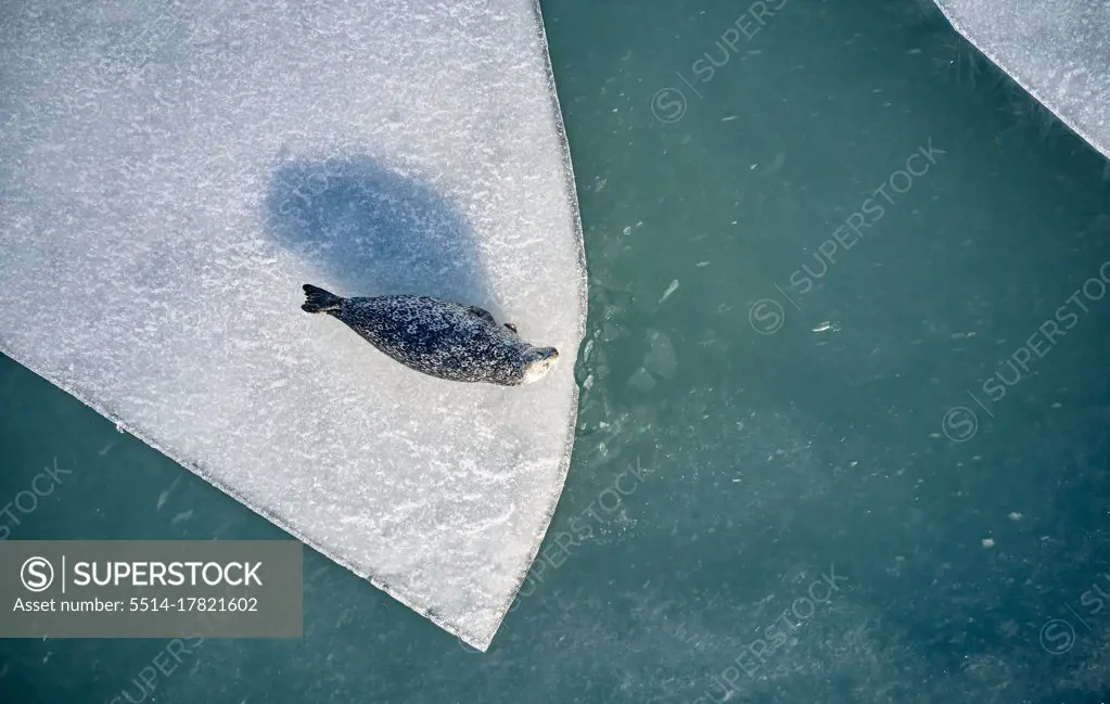 Seal on ice near cold blue water