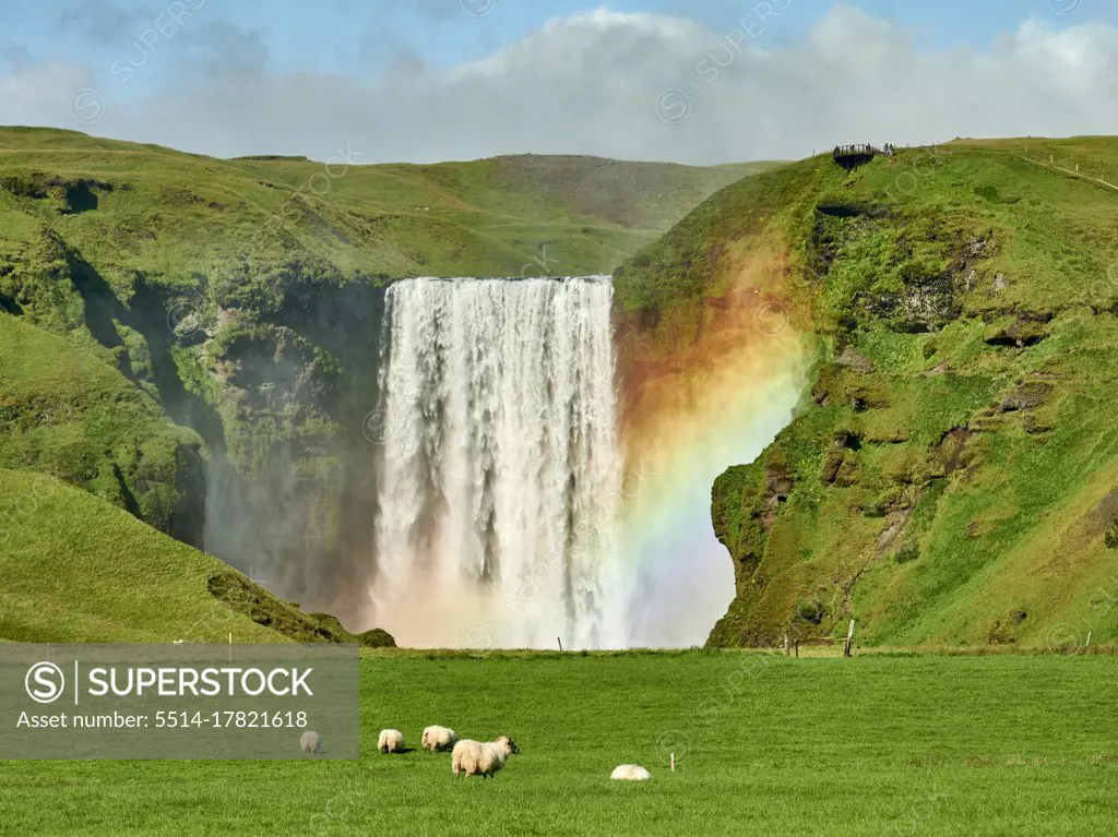 Sheep grazing near hills with waterfall