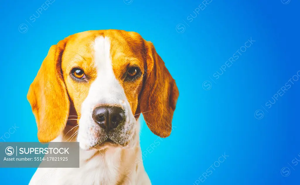 Close-up of Beagle dog, portrait, in front of blue background. Copy space on right