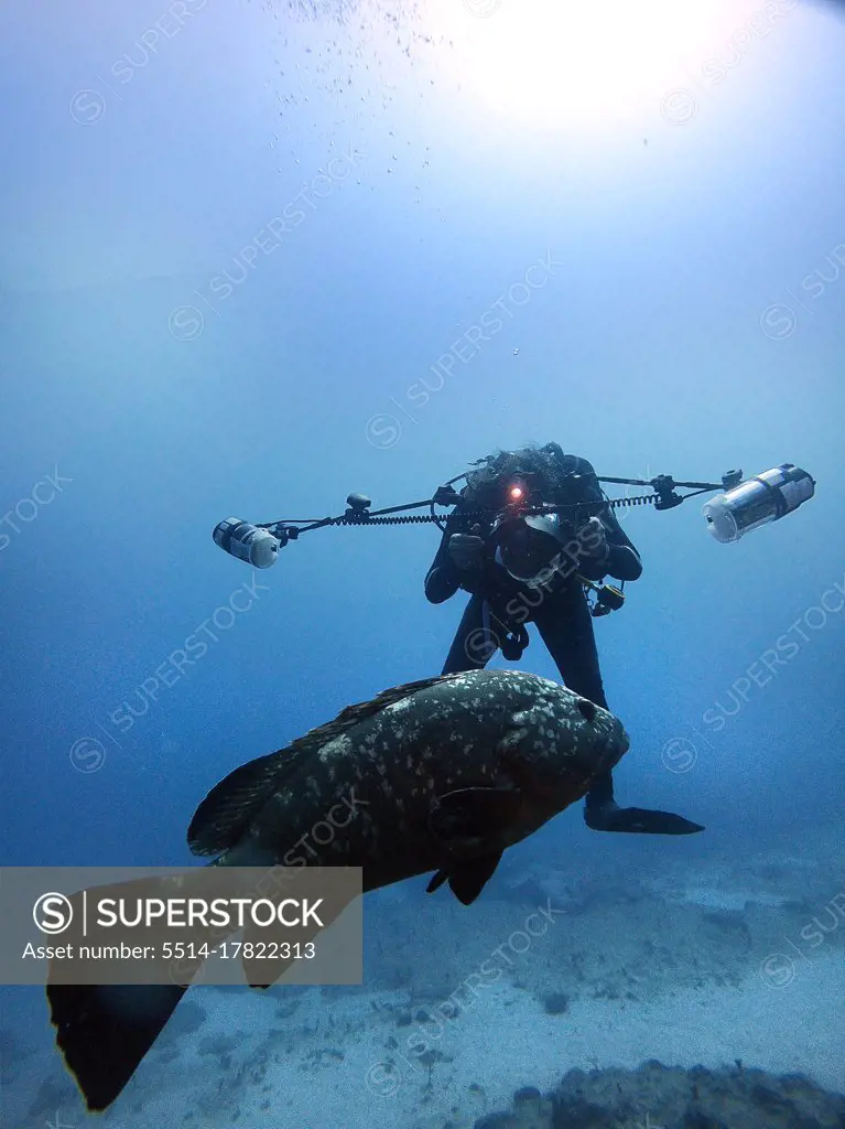 Underwater photographer trying to take a photo of a large grouper fish