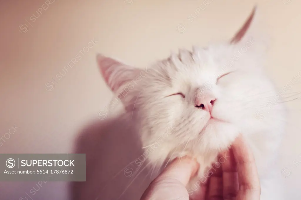 Woman Petting Beautiful White Cat