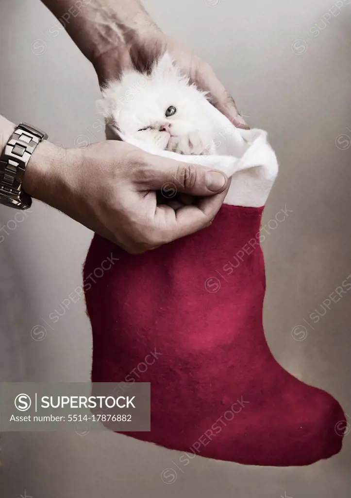 Angry white kitten in a Christmas stocking