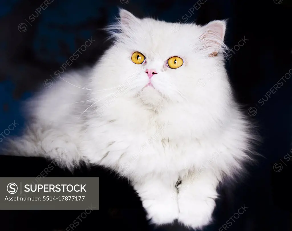 Beautiful fluffy white cat with yellow eyes relaxing