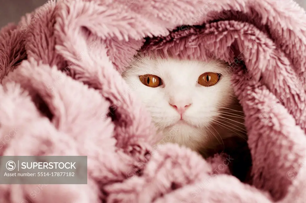 Beautiful white cat wrapped in a blanket