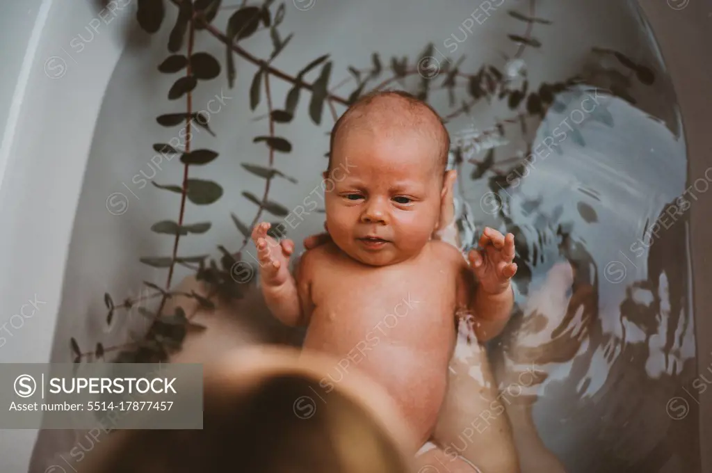 Top view of baby in bath tub with eucalyptus leaves after being born