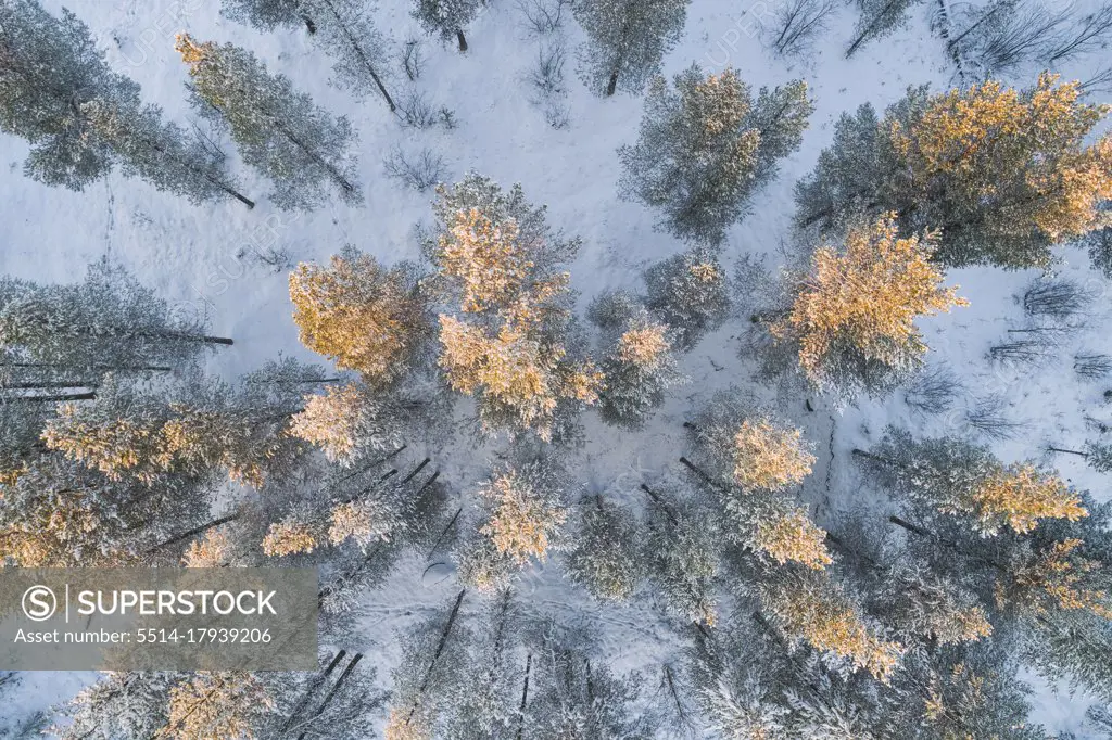 snow covered nordic pine forest from aerial point of view