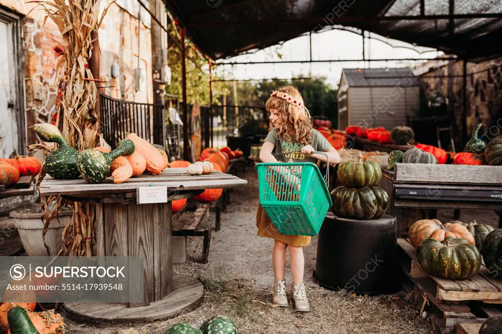 Young girl filling basket full of pumpkins at local fall farm market