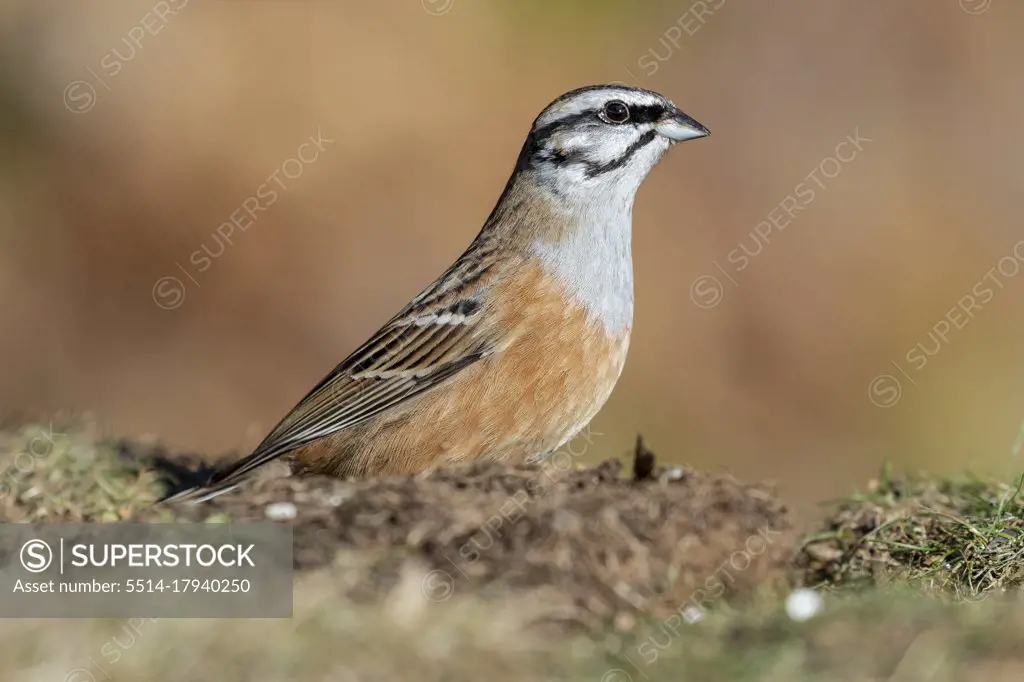 Male Rock bunting (Emberiza cia) feeding in the meadow on an ocher and unfocused background