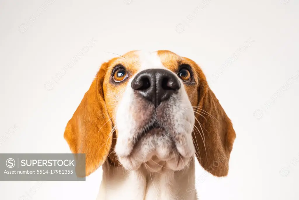 Dog headshoot isolated against white background