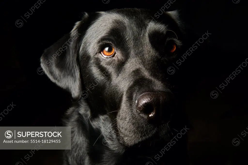 dog portrait black background in studio close up
