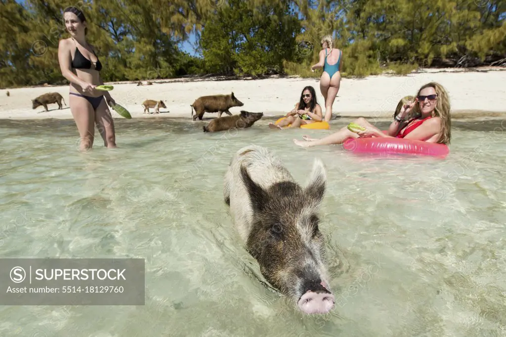 Young females enjoying beach with pigs in Bahamas