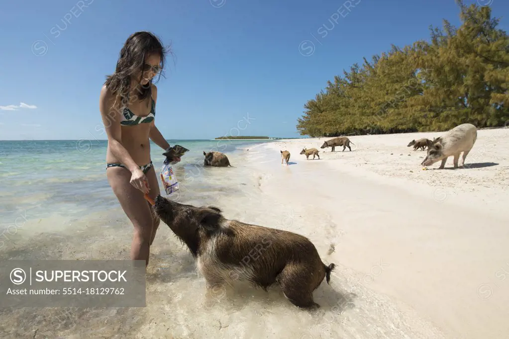 Young asian female feeding pigs on beach in Bahamas