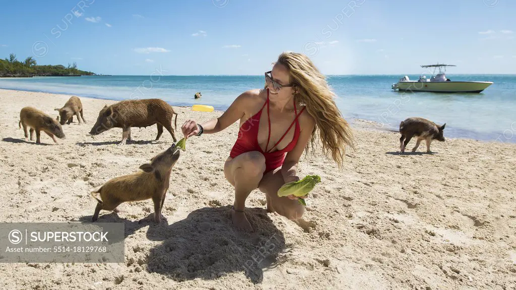 Young blonde female feeding pigs on beach in Bahamas