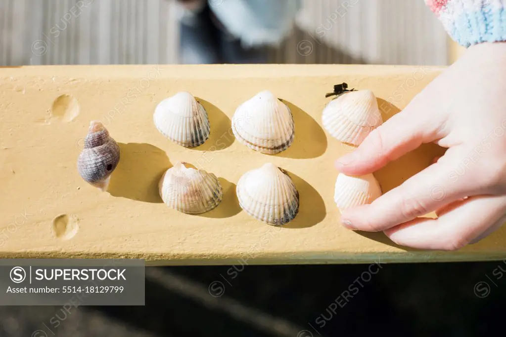 child's hand choosing a sea shell from their collection of treasures