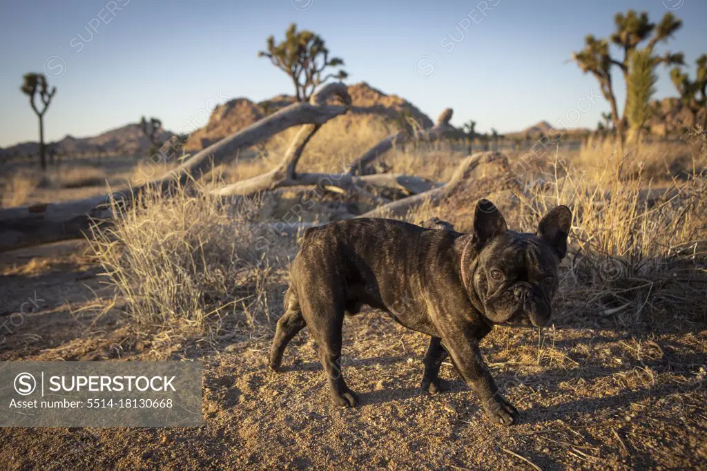 French Bulldog on the Rocks