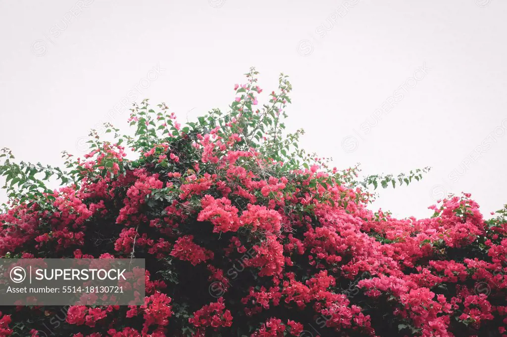 Pile of Pink Bougainvillea on an overcast Afternoon
