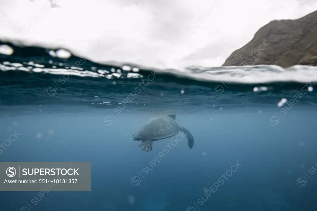 Peaceful sea turtle swimming through the calm waters on a cloudy day