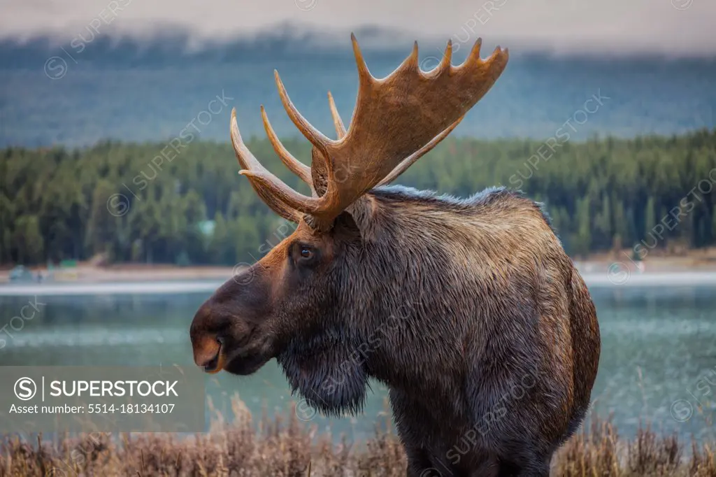 Moose are amazingly beautiful and have a kind of quiet majesty to them