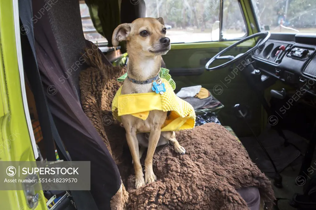 A chihuahua sits dog on seat in VW camper van during roadtrip