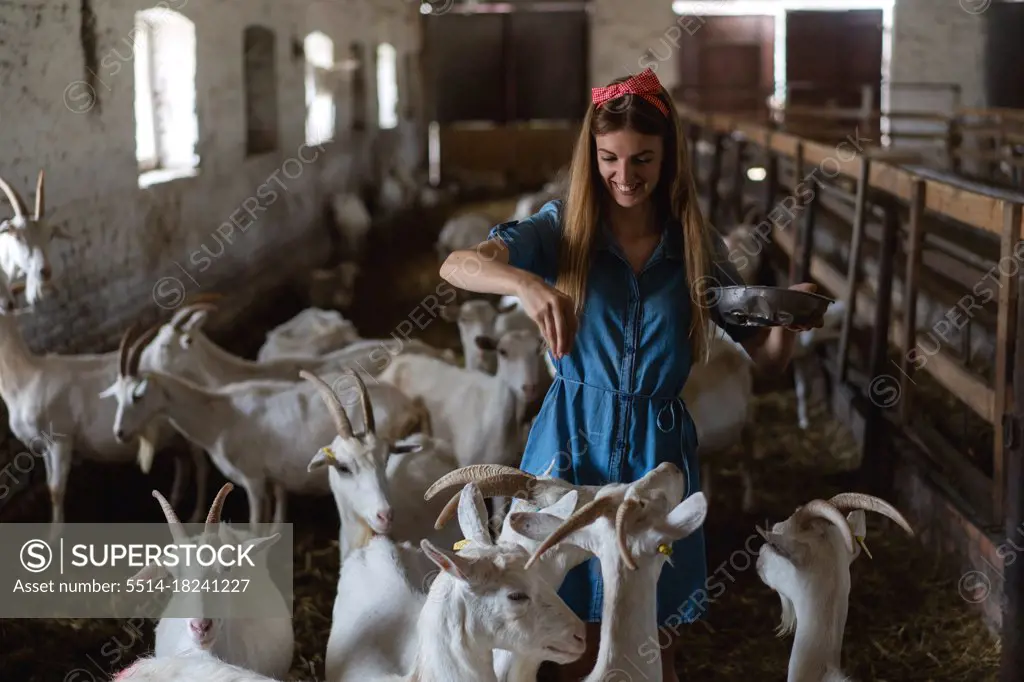 the girl feeds a lot of goats from her hands