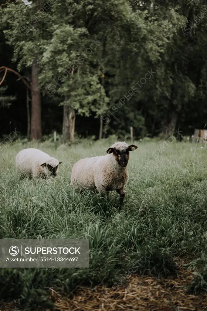 two sheep in the field