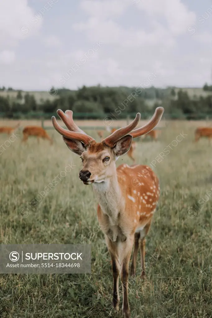 Deer graze in the field