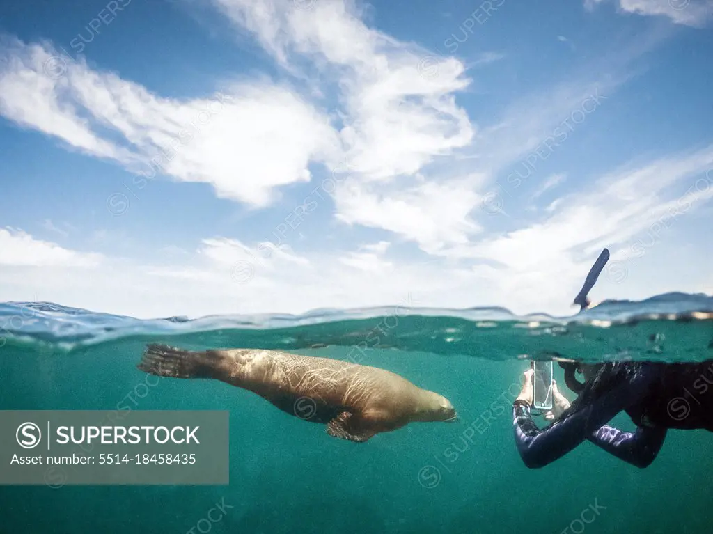 Teen Girl Taking Photo of Sea Lion with Phone While Snorkeling
