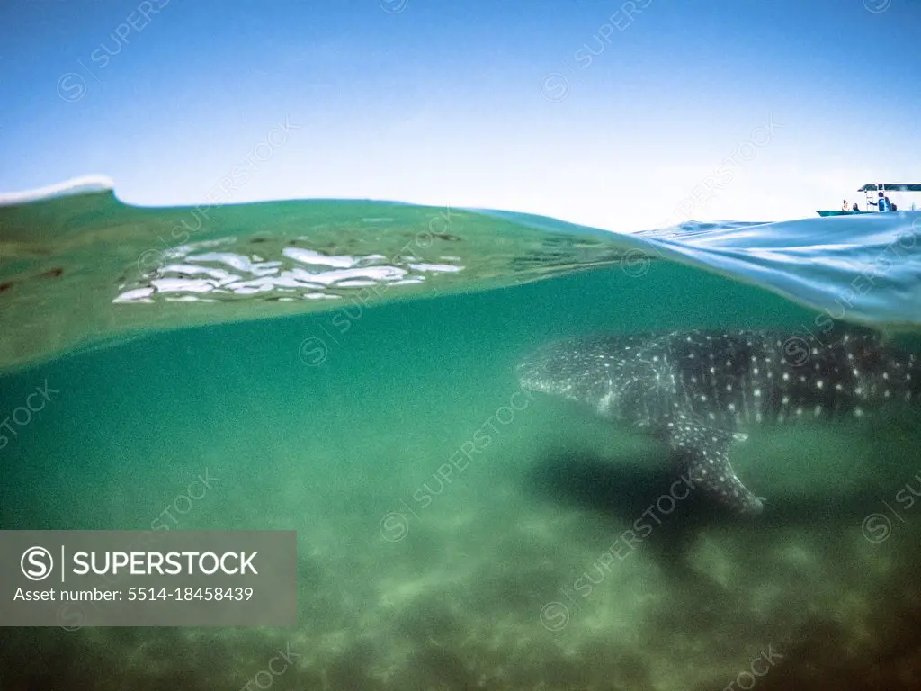 Over Under View of Whale Shark Underwater With Boat Above
