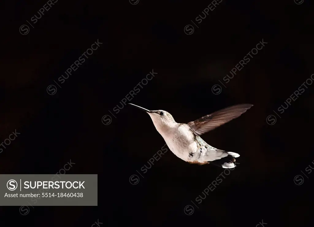 Close up of a hummingbird in flight against a black background.