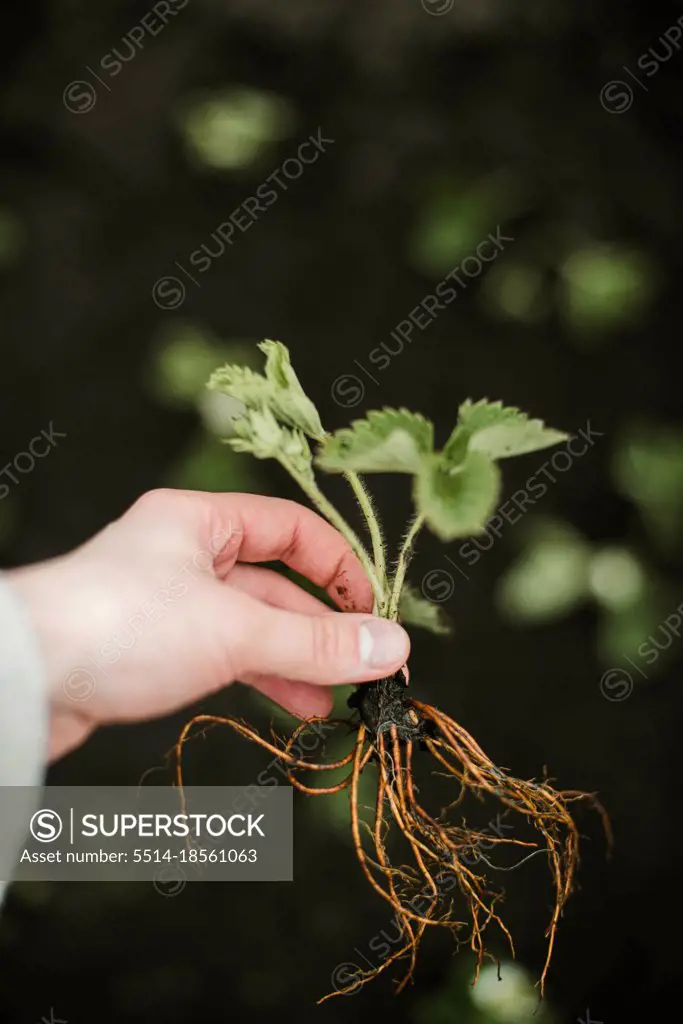 Person prepares strawberries seedling for planting