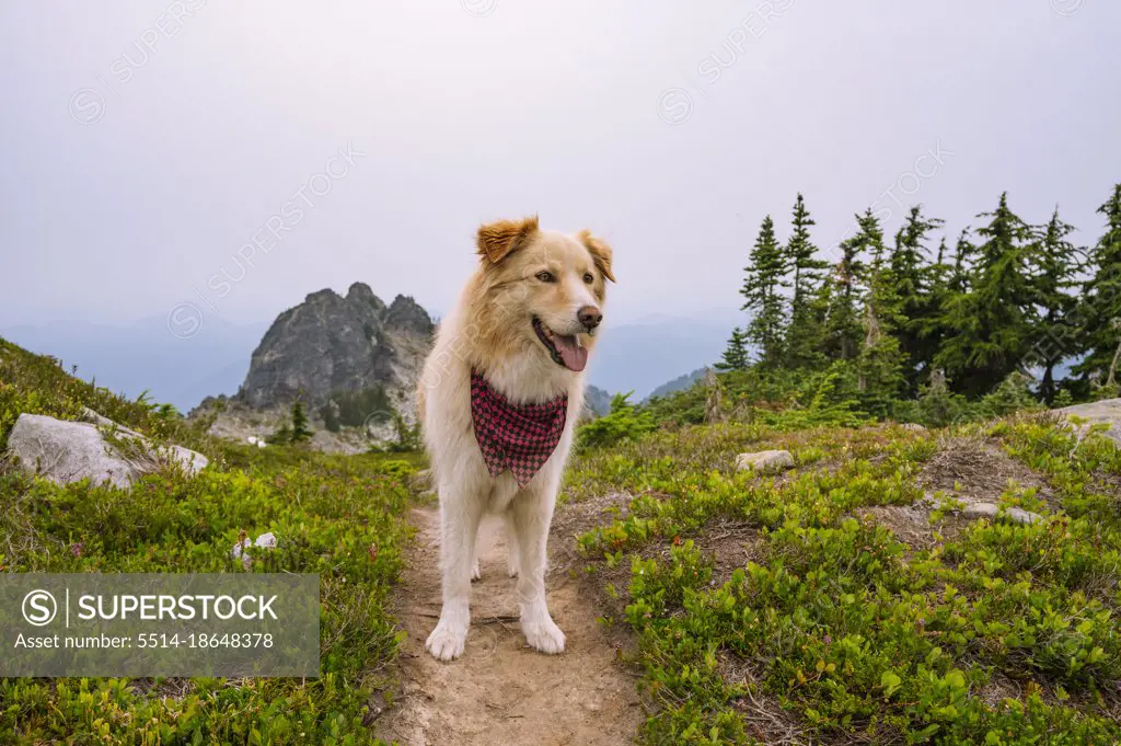 Fluffy dog hiking in the north cascade mountains