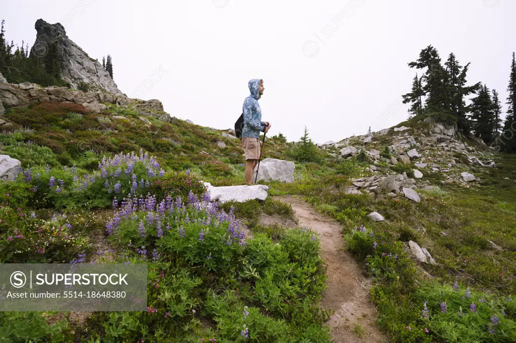 Hiker standing in the alpine with wildflowers