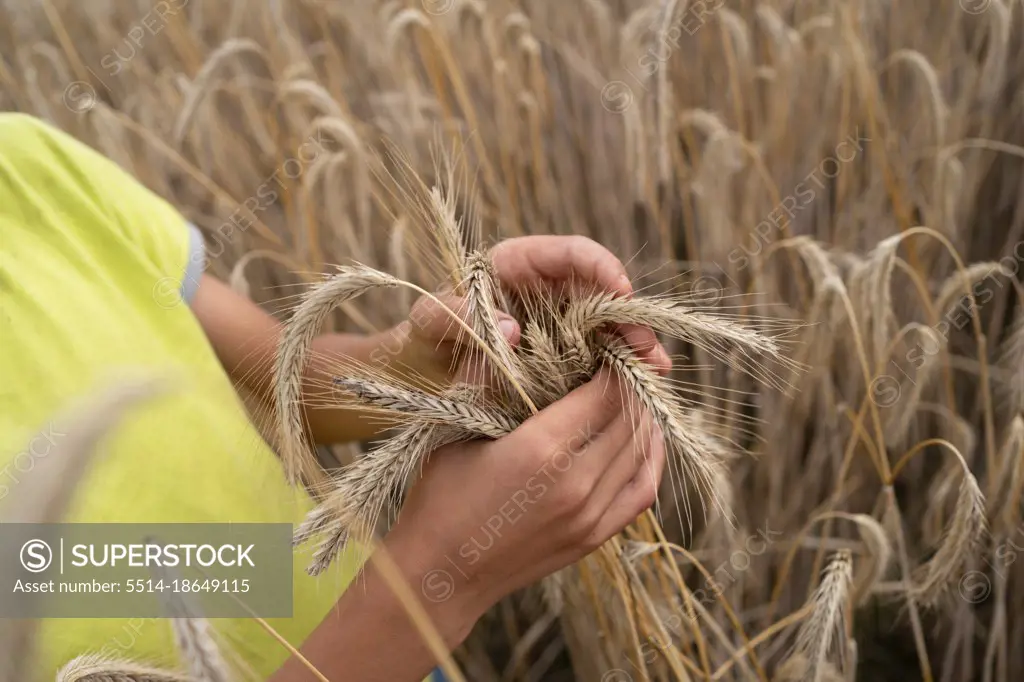 Child hands touching wheat ears on field