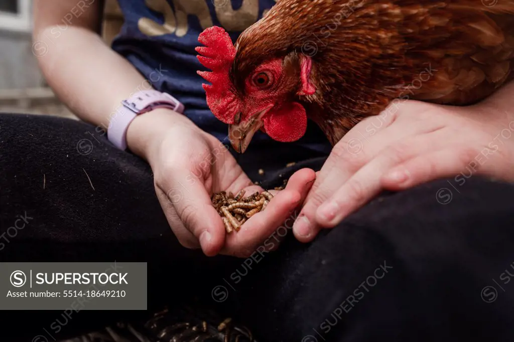 Sweet tight shot of girl hand-feeding red chicken