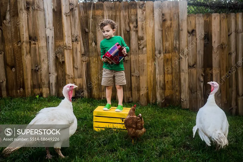 Backyard accordion concert for chickens