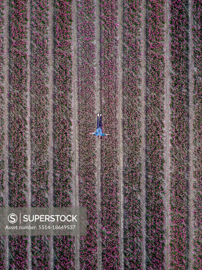 A man in a flower Tulip field in the netherlands from above
