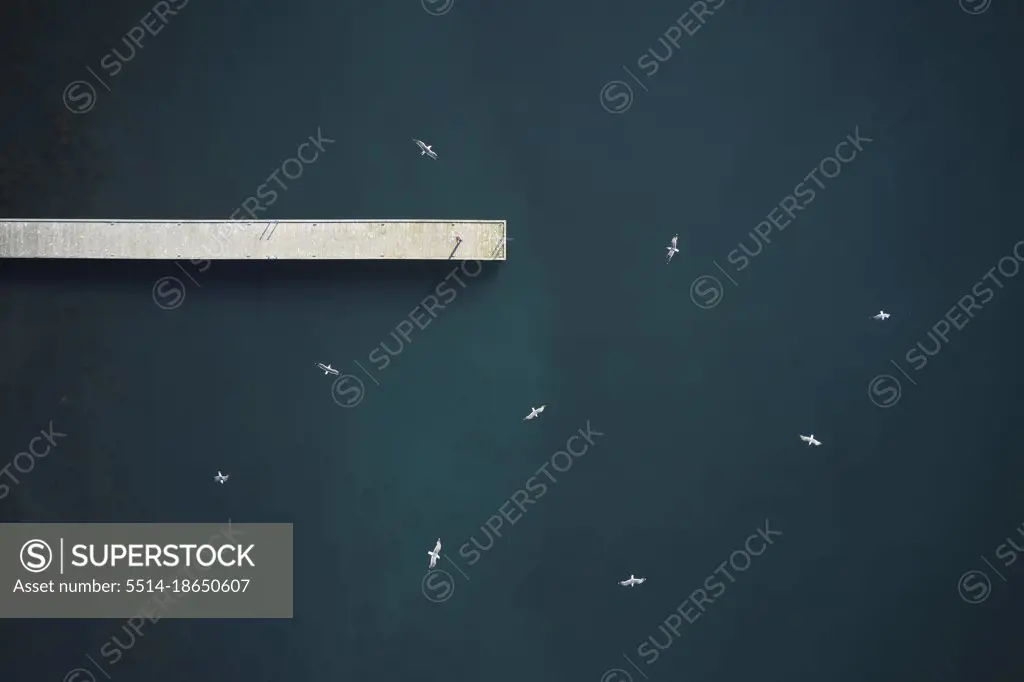 Birds flying over sea and pier