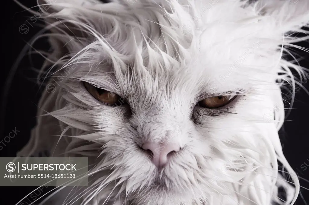 Grumpy cat after a bath