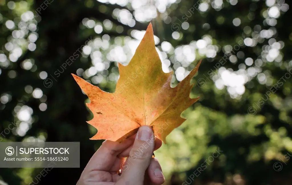 hand holding a maple leaf up to golden light in a forest in autumn