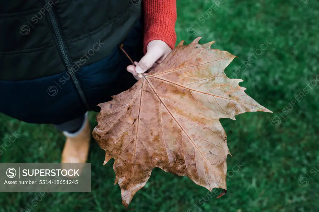 Child's hand holding a large maple leaf whilst outside in autumn
