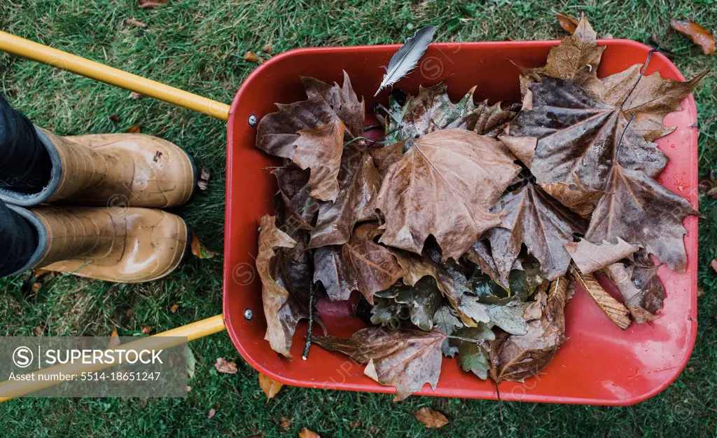 wheelbarrow full of wet leaves and feathers in autumn
