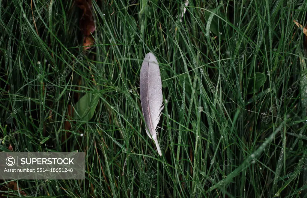 single feather with rain drops on green grass in autumn