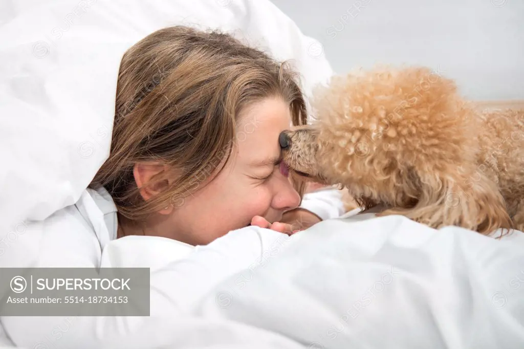 The dog in the morning in bed licks the girl mistress