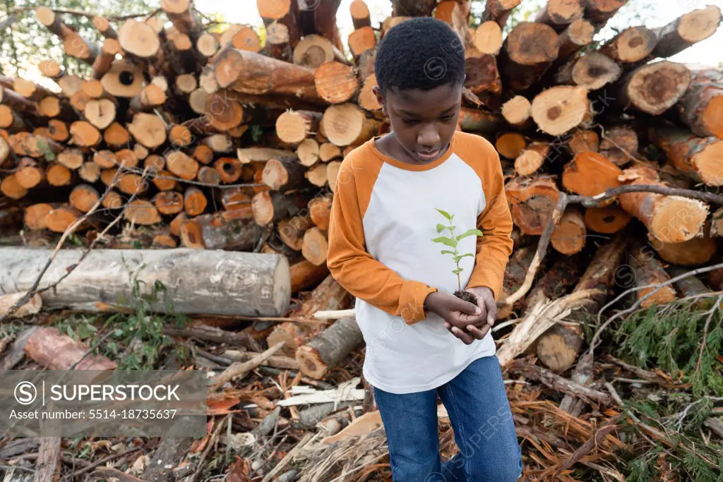 Young Black boy holds sapling