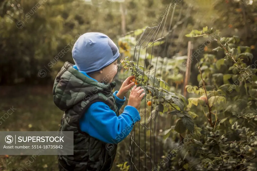 Small child boy picking up yellow raspberries in garden through net