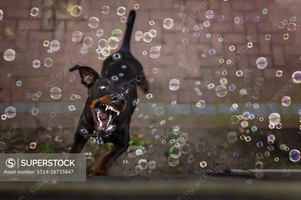 Doberman pincher jumping and catching bubbles showing his teeth